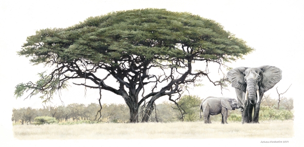 This beautiful image of an elephant under an acacia tree, by Johan Hoekstra, is just what I've been searching for as tattoo inspiration.